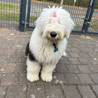 Hundetreffen-Bärbel sucht Hundekumpels-Bild