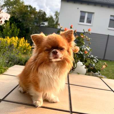 Hundebetreuung gesucht-Beitrag-Bild