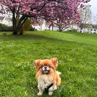Hundebetreuung gesucht-Beitrag-Bild