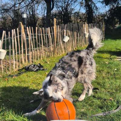 Hundetreffen-Gassirunde in Roetgen und Umgebung 🌳-Bild