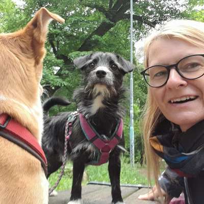 Hundetreffen-Sozialkontakt/Rudelspaziergang Freizeit Thalheim u.U.-Bild