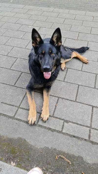 Alles rund um den Schäferhund, diskutieren erwünscht.-Beitrag-Bild