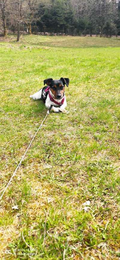 Wo sind die Jack und Parson Russell Terrier?-Beitrag-Bild