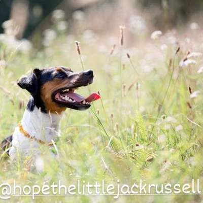 Hundetreffen-Neue Spiel- und Gassifreunde gesucht-Bild