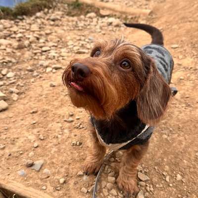 Hundetreffen-Social Walks im Murgtal-Bild