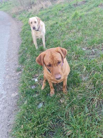 Labradorfans-Beitrag-Bild