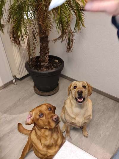 Labradorfans-Beitrag-Bild