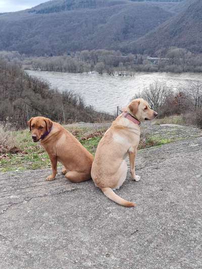 Labradorfans-Beitrag-Bild