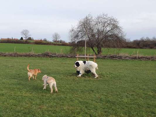 Hundeauslaufgebiet-Bockum Hövel-Bild