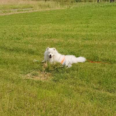 Hundetreffen-Samojeden Spielkameraden