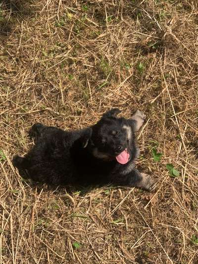 Fotochallenge Nr. 59 - Mein Hund zeigt die Zunge-Beitrag-Bild