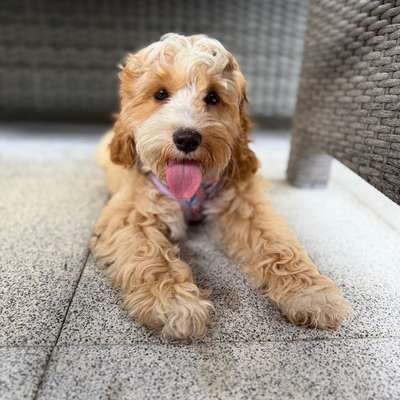 Hundetreffen-Welpentreffen-Bild