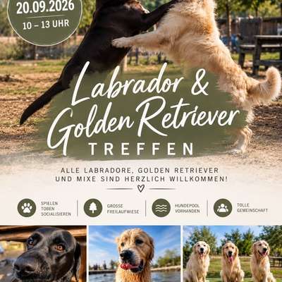 Hundetreffen-Goldi & Labrador Treff-Bild