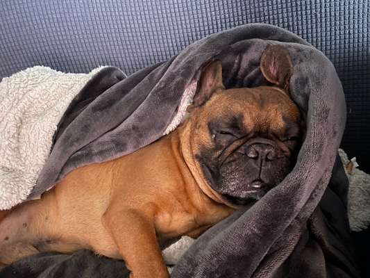 Französische Bulldogge   Rassebeschreibung, Probleme, Kosten, Erfahrungen-Beitrag-Bild