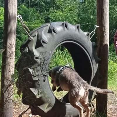 Hundetreffen-Spontaner Agility-Park-Ausflug Schwanewede – Wer ist dabei, bevor der Schmuddelherbst startet?-Bild