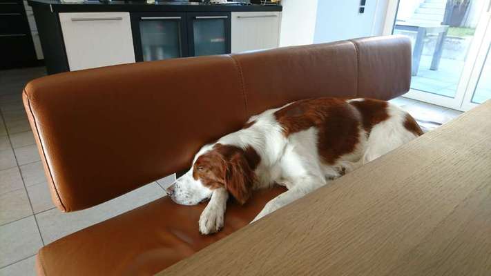 Irisch setter-Beitrag-Bild