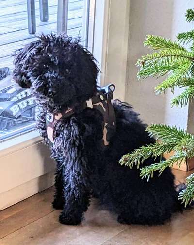 Alles rund um den Pudel-Beitrag-Bild