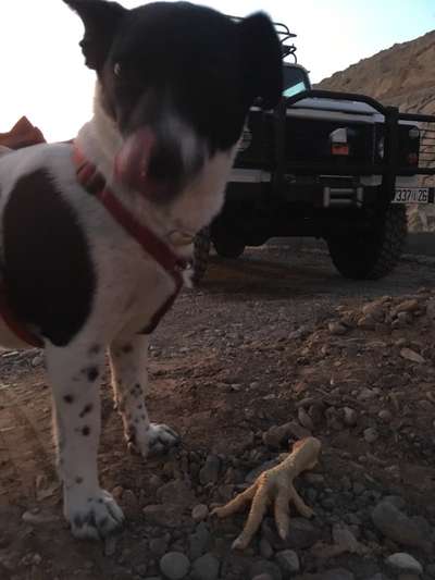 Fotochallenge Nr. 59 - Mein Hund zeigt die Zunge-Beitrag-Bild