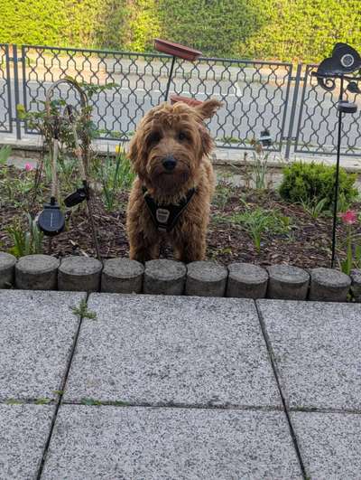 Goldendoodle-Beitrag-Bild