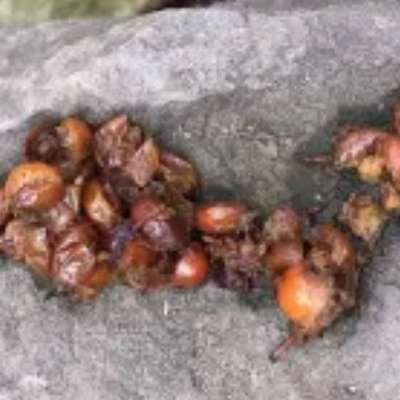 Giftköder-Rote Körner - Kot oder Gift?-Bild