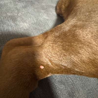 "Bobbel" an Bein-Beitrag-Bild