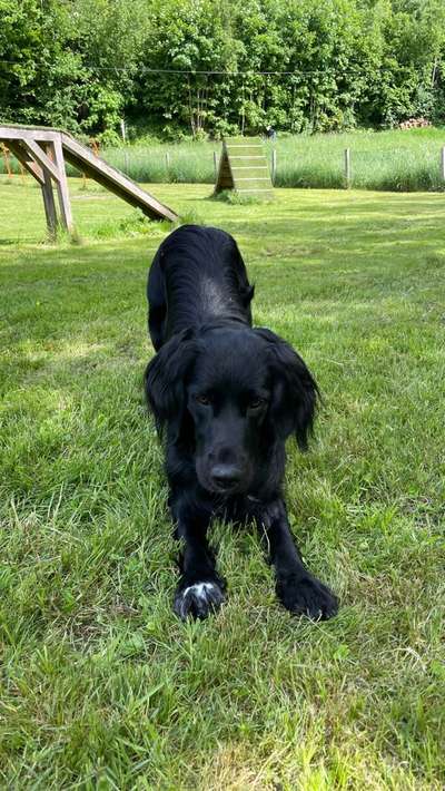 Hundetreffen-Gassi- und „Tobe“runde-Bild