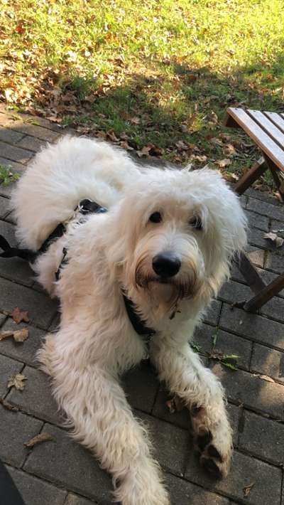 Goldendoodle?-Beitrag-Bild