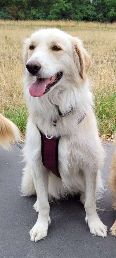 Auslandstierschutz-Beitrag-Bild