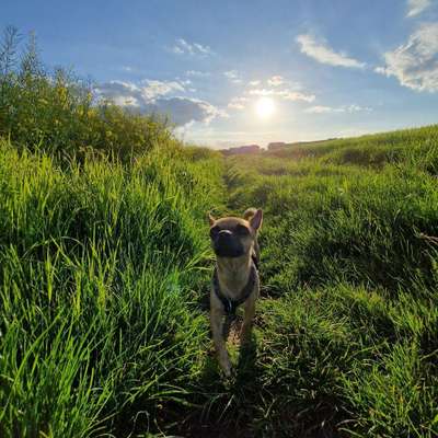 Hundetreffen-Hundetreff kleine Hunde - Wetzlar / Gießen-Bild