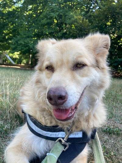 Tierschutzhunde suchen ein Zuhause-Beitrag-Bild