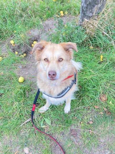 Tierschutzhunde suchen ein Zuhause-Beitrag-Bild