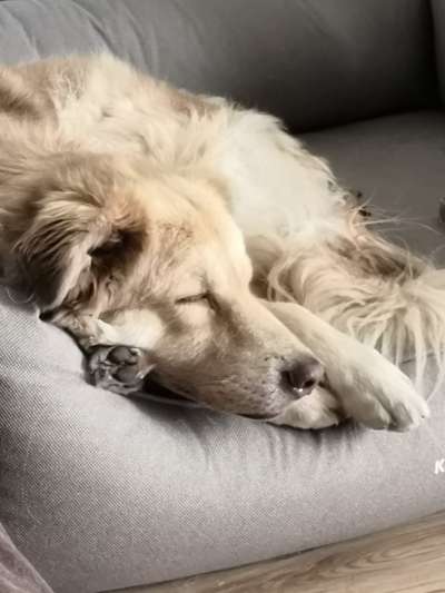 Tierschutzhunde suchen ein Zuhause-Beitrag-Bild