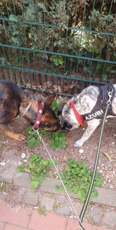 Die Dogorama Wochen Challenge "Friends will be Friends"-Beitrag-Bild