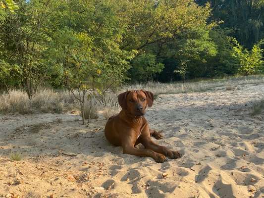 Rhodesian Ridgeback-Beitrag-Bild