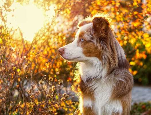 Dein Hund im Dogorama-Kalender 2021-Beitrag-Bild