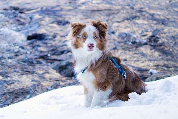 Dein Hund im Dogorama-Kalender 2021-Beitrag-Bild