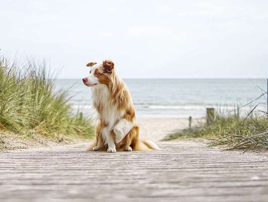 Dein Hund im Dogorama-Kalender 2021-Beitrag-Bild