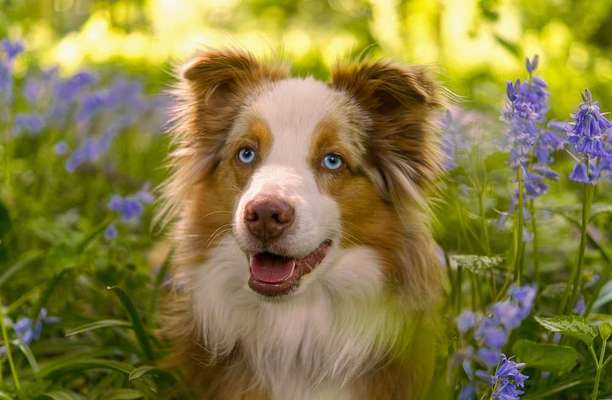 Dein Hund im Dogorama-Kalender 2021-Beitrag-Bild