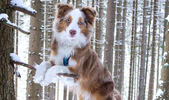 Dein Hund im Dogorama-Kalender 2021-Beitrag-Bild