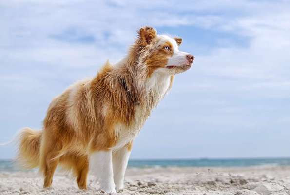 Dein Hund im Dogorama-Kalender 2021-Beitrag-Bild