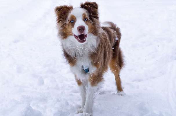 Dein Hund im Dogorama-Kalender 2021-Beitrag-Bild