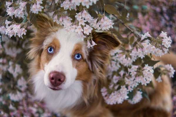 Dein Hund im Dogorama-Kalender 2021-Beitrag-Bild