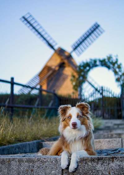 Dein Hund im Dogorama-Kalender 2021-Beitrag-Bild