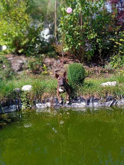 Wurfgeschwister gesucht-Beitrag-Bild