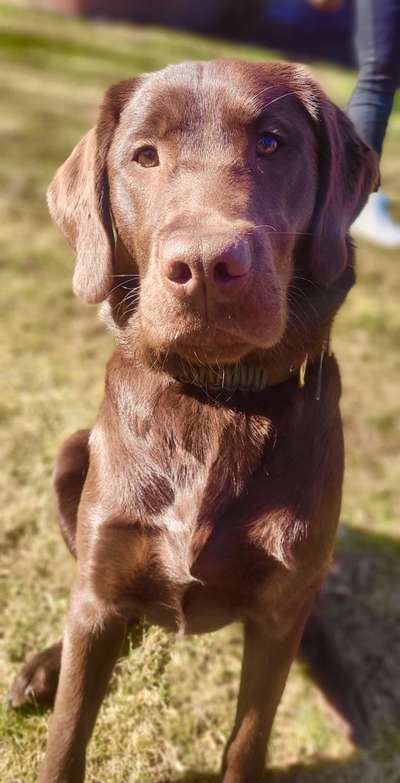 Zeigt mal die schönsten Bilder von euren Hunden !-Beitrag-Bild