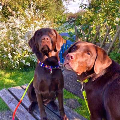 Hundetreffen-Trainings-, Gassi- & Spielpartner-Bild