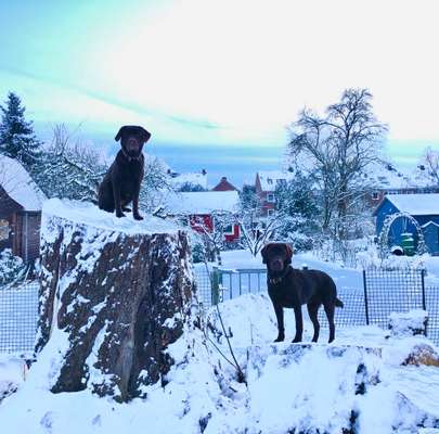 Zeigt mal die schönsten Bilder von euren Hunden !-Beitrag-Bild