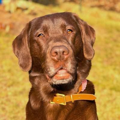 Hundetreffen-Hundebegegnung an der Leine, Social Walk, Orientierungsarbeit (vorerst ohne Hundekontakt)-Bild