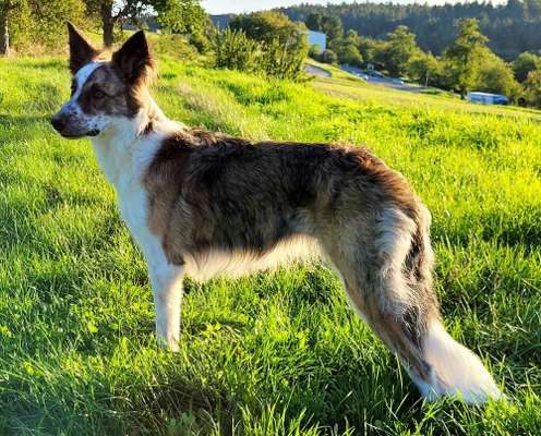 Mischlinge raten - Rätselspaß-Beitrag-Bild