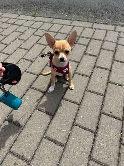 Hundetreffen-Treffen auf der Welpenwiese in Eschborn kleine Hunde-Bild